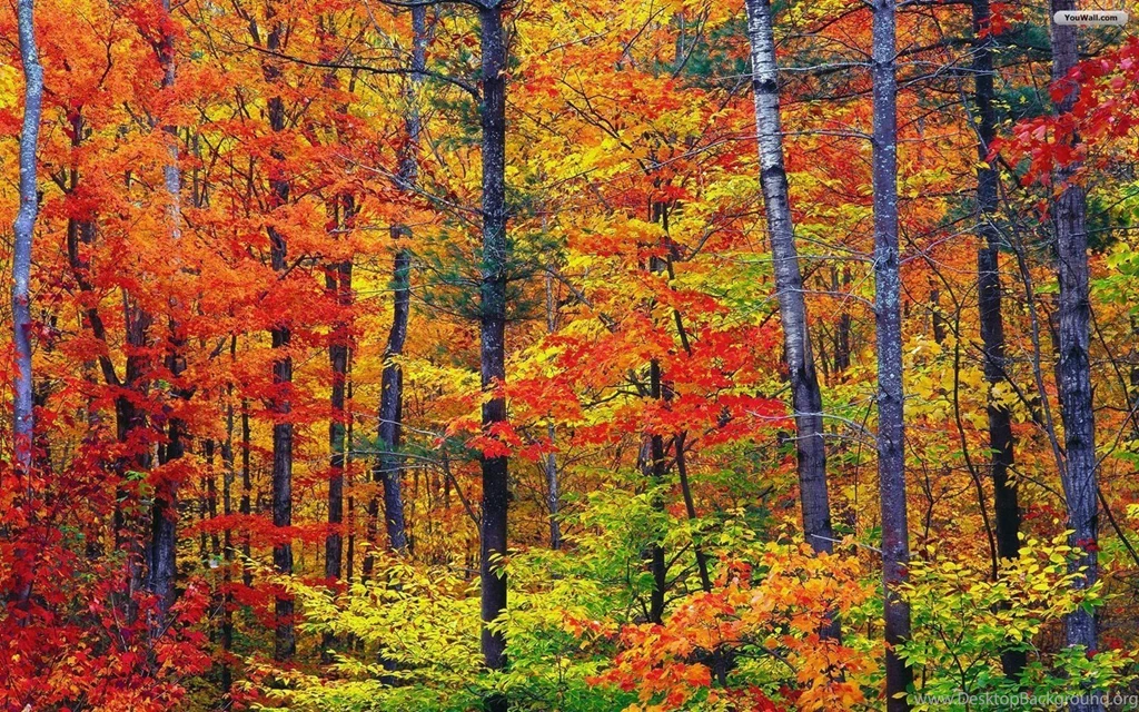 Fall 1