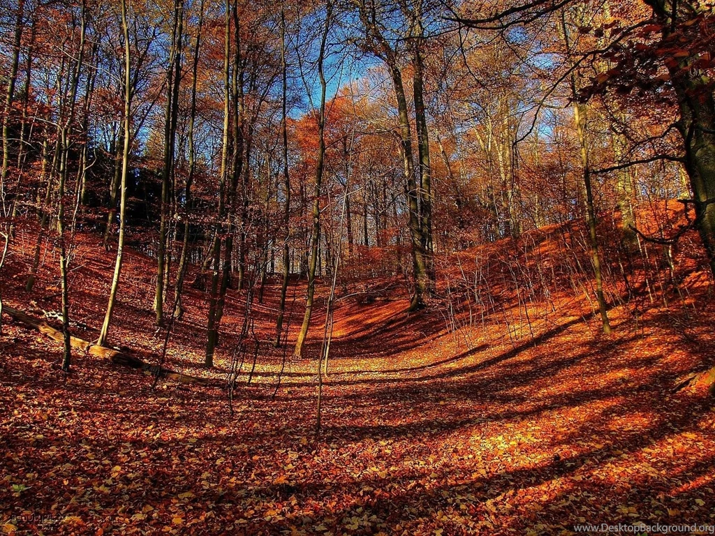 Late Fall In The Forest Widescreen Wallpapers