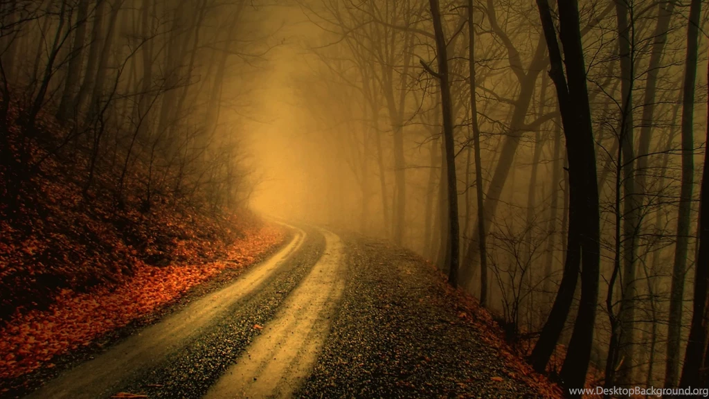 Download 2560x1440 Narrow Road In The Fall Forest Wallpapers