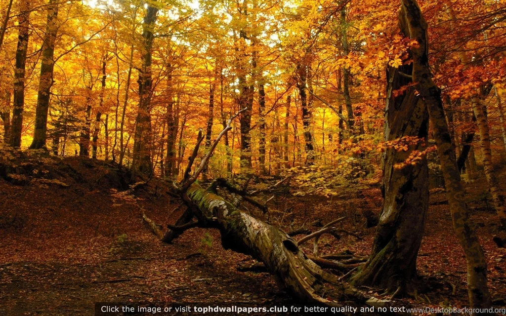 Page 10 Of Best Forest 4K Or HD Wallpapers