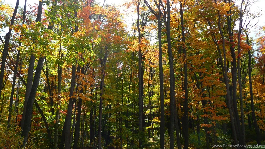 MLeWallpapers.com Sunlit Fall Forest