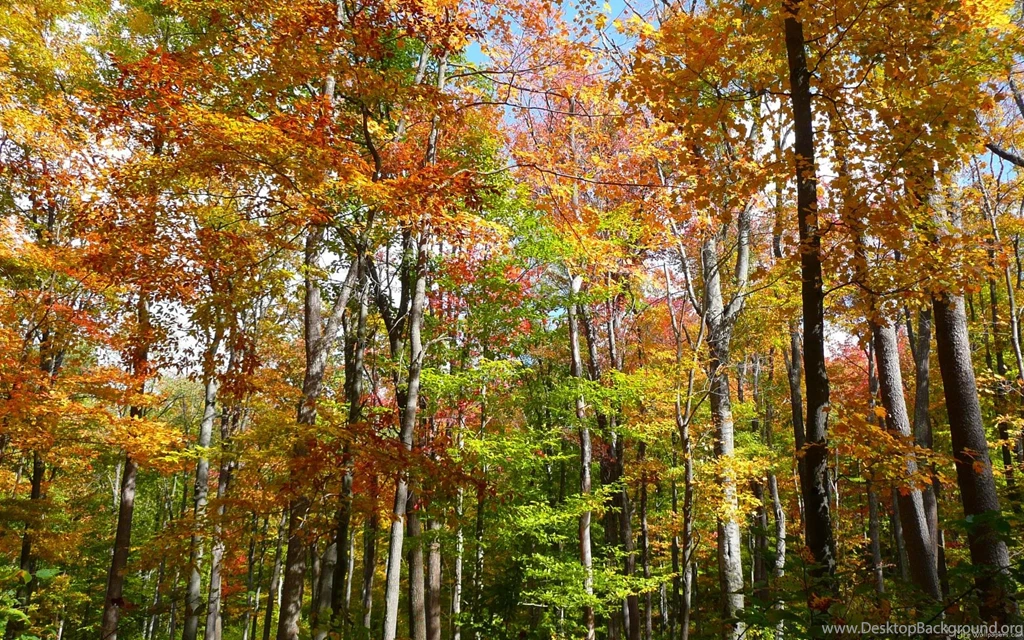 MLeWallpapers.com Fall Forest II