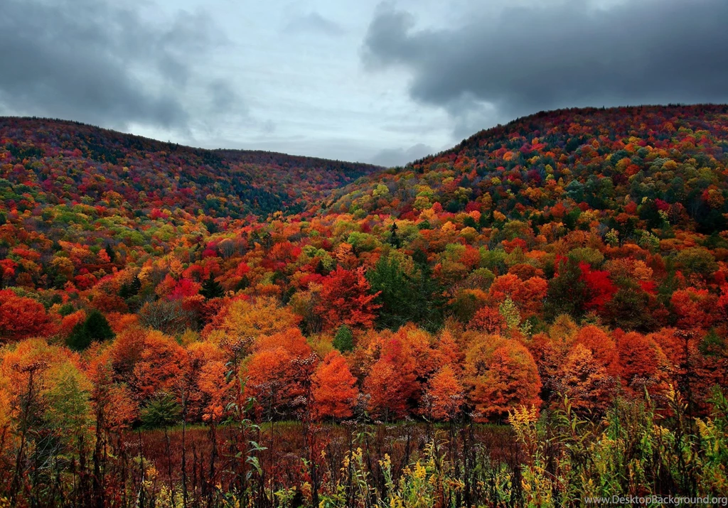 Nature Landscapes Trees Forest Autumn Fall Seasons Hills Colors ...