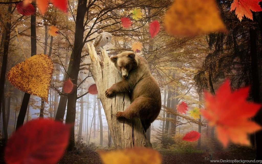 Download Wallpapers 1680x1050 Bear, Owl, Autumn, Leaves, Leaf Fall ...
