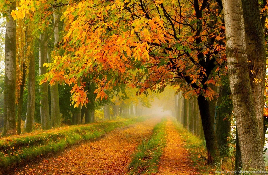 Fall Forest Stream Wallpaper.