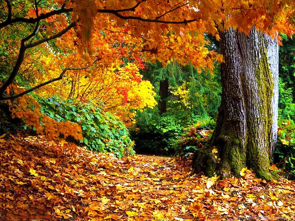 Free Fall Wallpapers Pictures Forest Photos Of Free Fall Wallpapers ...