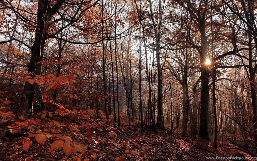 Fall Forest Red Leafs Wallpapers