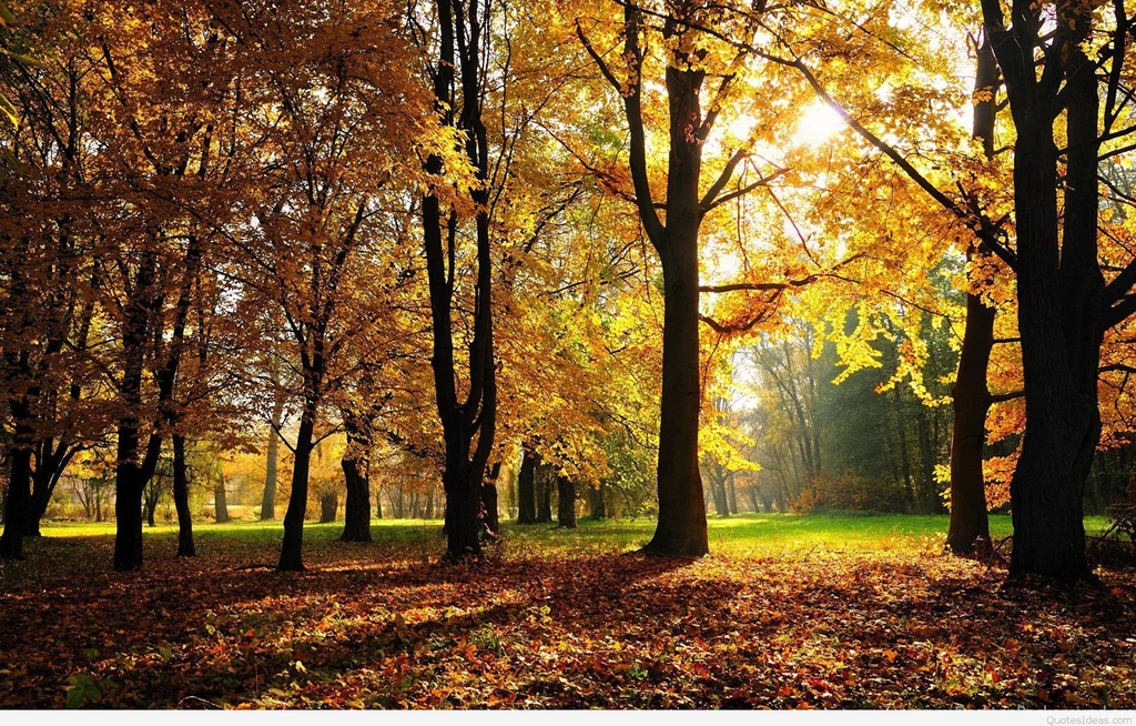 Autumn Pics