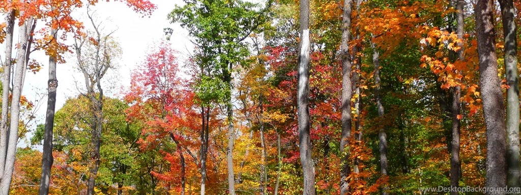 MLeWallpapers.com Fall In The Forest
