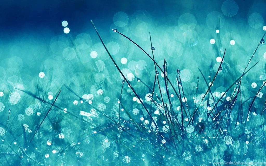 Dew Drops HD Wallpaper, Dew Drops Images