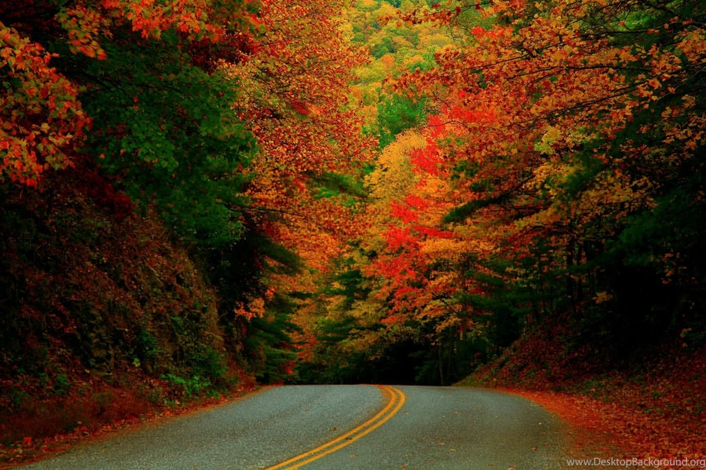 Forest Autumn Fall Wallpapers