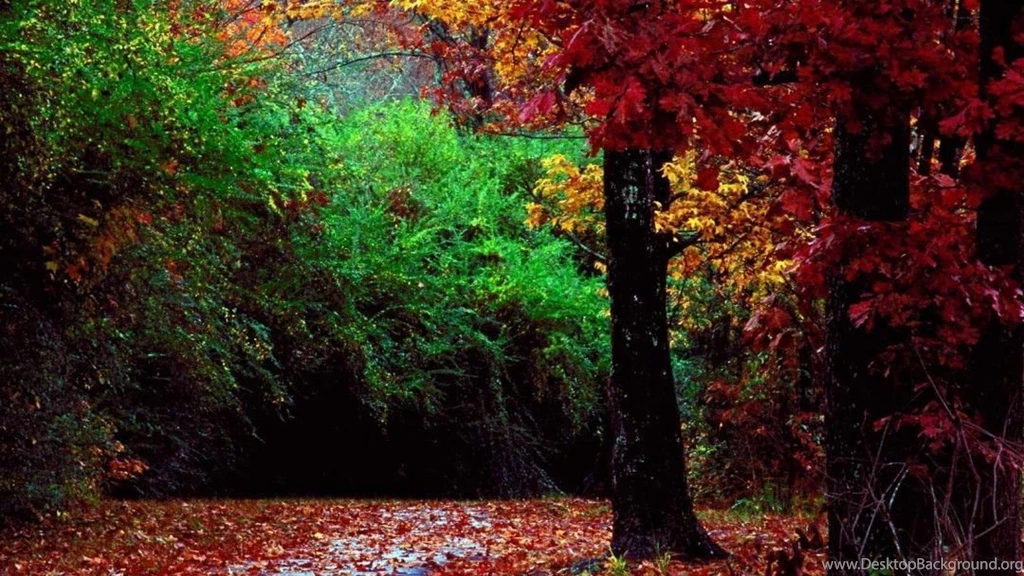Fall Forest Wallpapers Cool Wallpapers