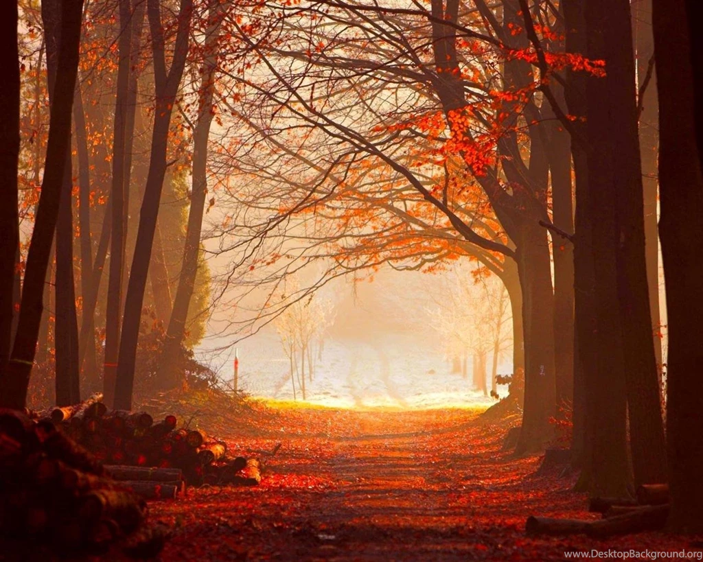 Fall Forest Wallpapers (