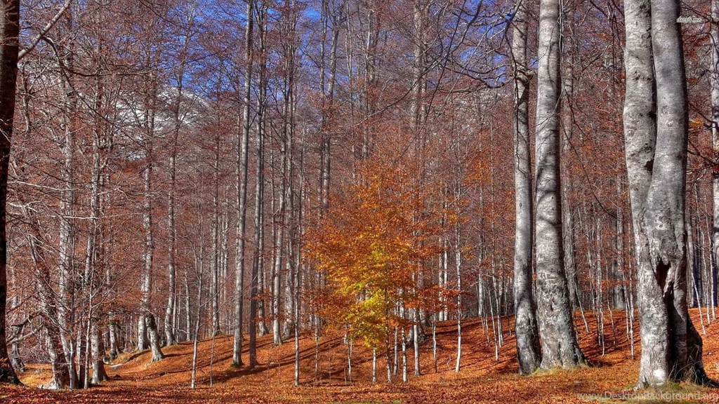 Autumn In The Forest Wallpapers Nature Wallpapers
