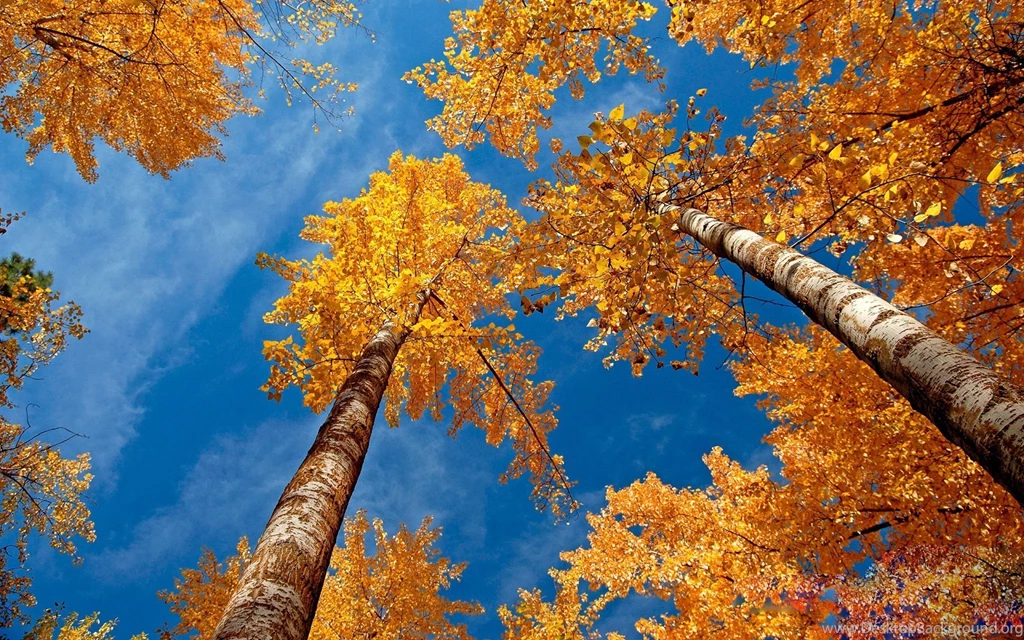 AUTUMN Fall Tree Forest Landscape Nature Leaves Wallpapers ...