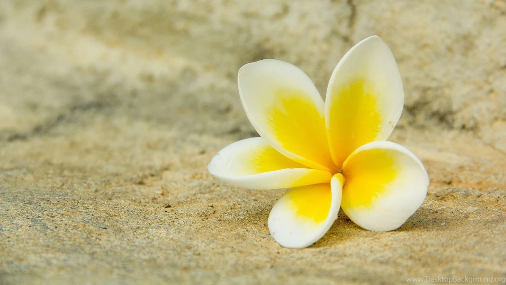 1920x1080 White Yellow Plumeria Wallpapers