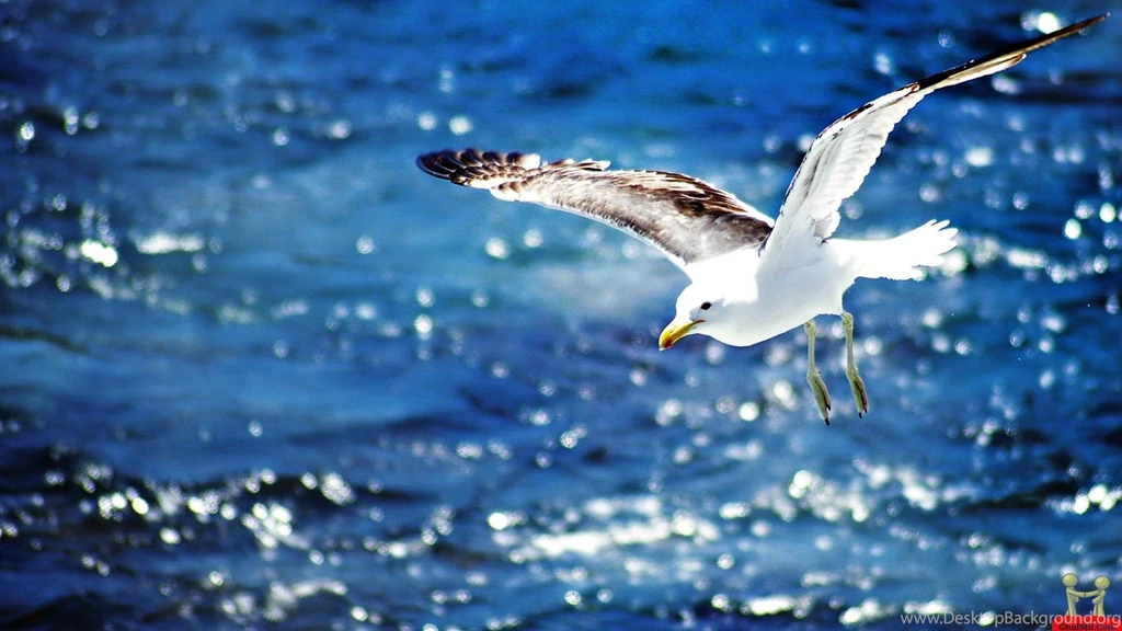 45 HD Beautiful Wallpapers/Backgrounds For Free Download