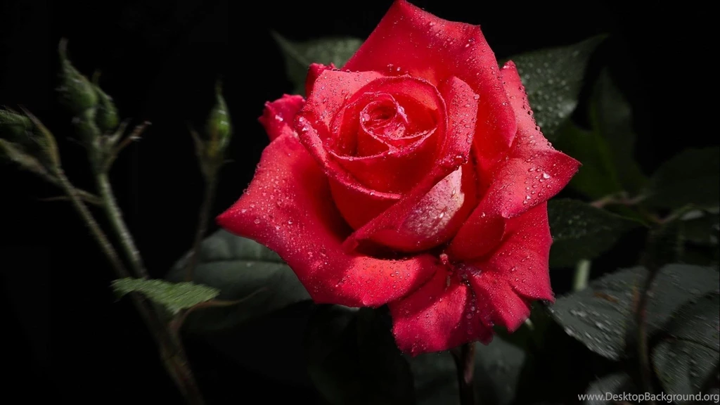 Flower Images Hd Rose And Wallpapers Download