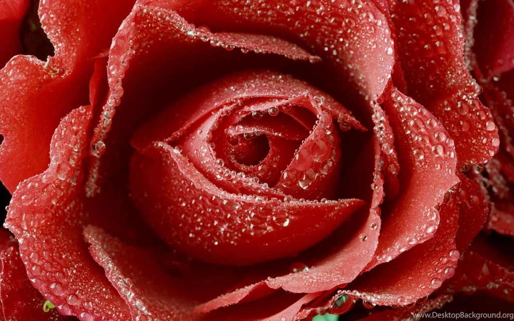 Wallpapers Tagged With ROSE