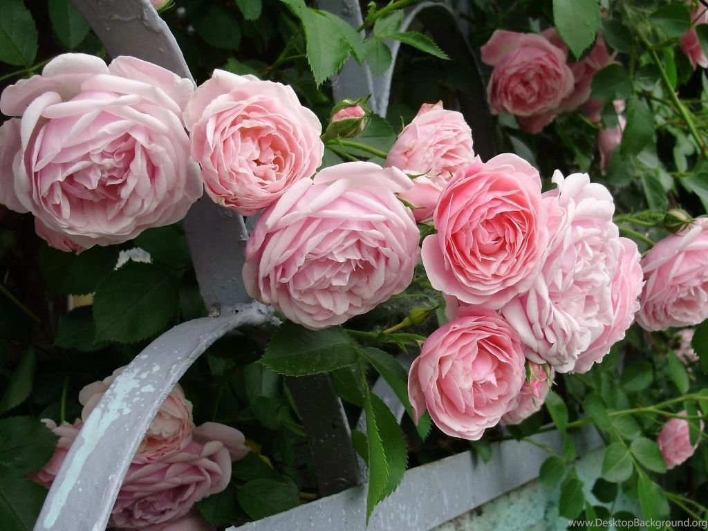 Pink Rose Wallpapers HD Pictures