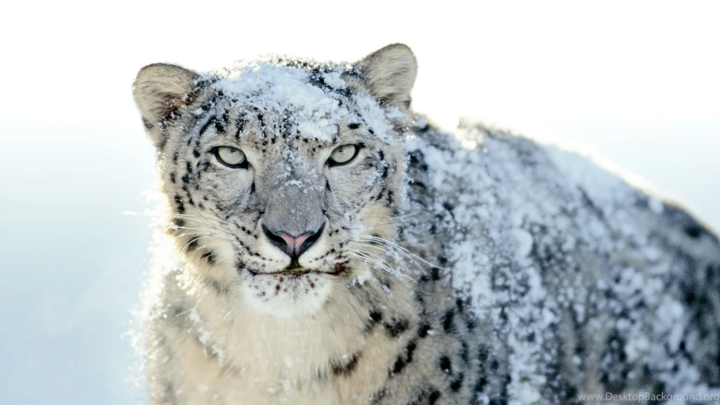 Mac Os Snow Leopard Wallpapers 2560x1440