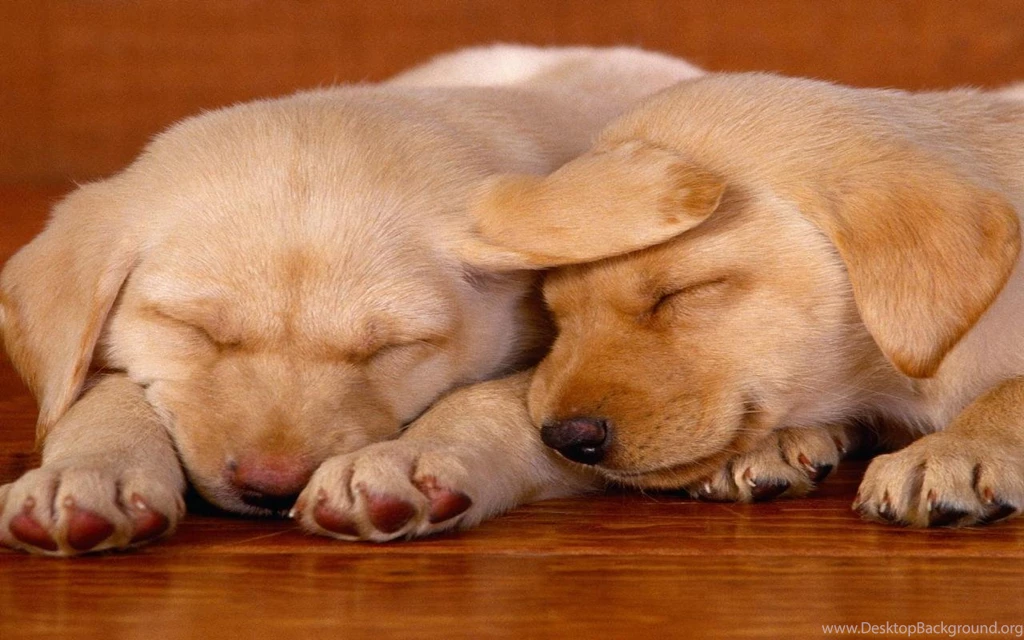 Animals Widescreen Wallpapers Animals Wallpapers (2757926) Fanpop