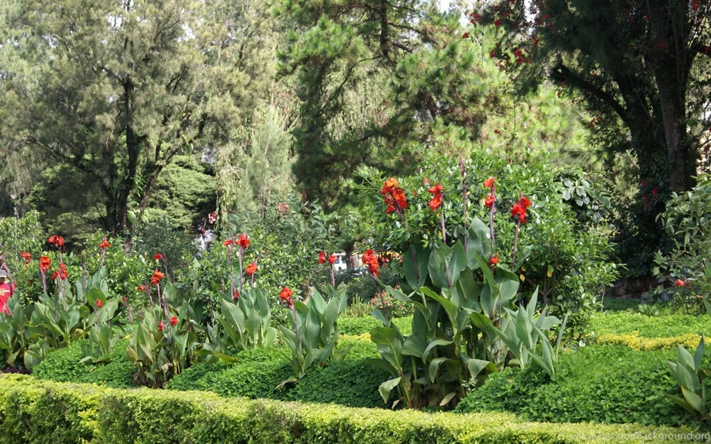 Gallery For Flower Widescreen Wallpapers