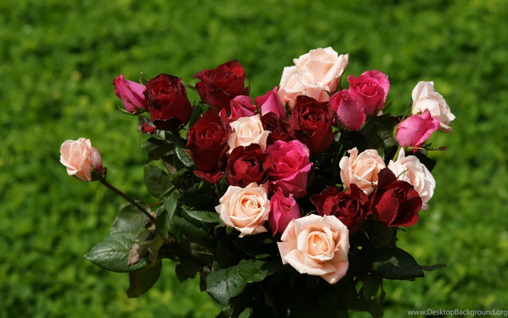 Roses Widescreen Wallpapers