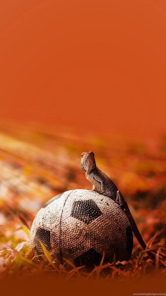 iPhone 5 Wallpapers Iguana