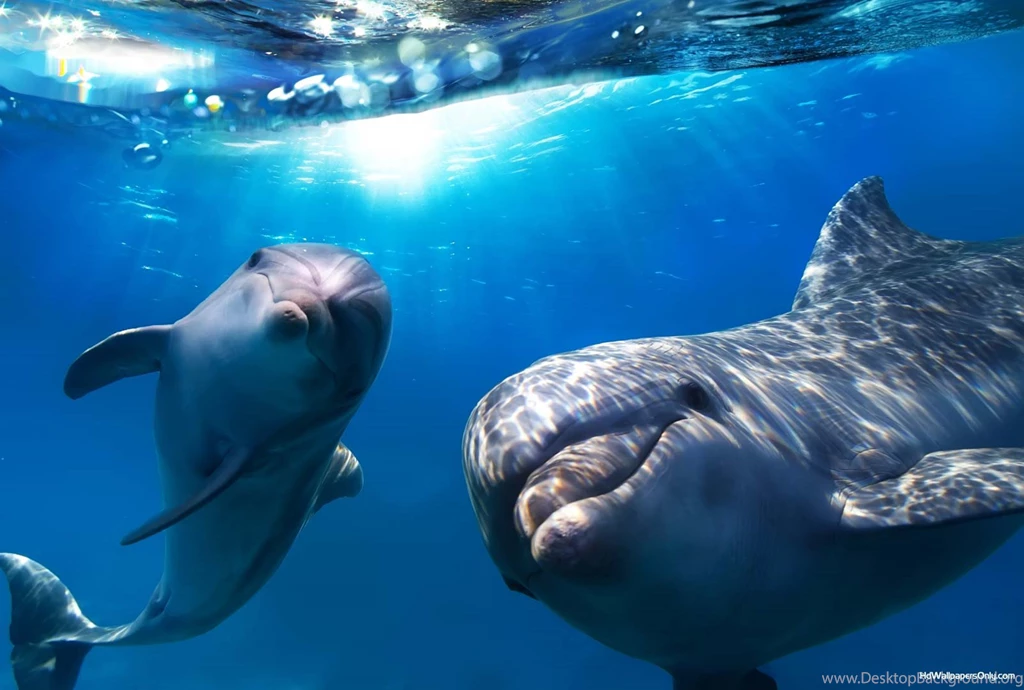 Baby Dolphin hd wallpaper.jpg