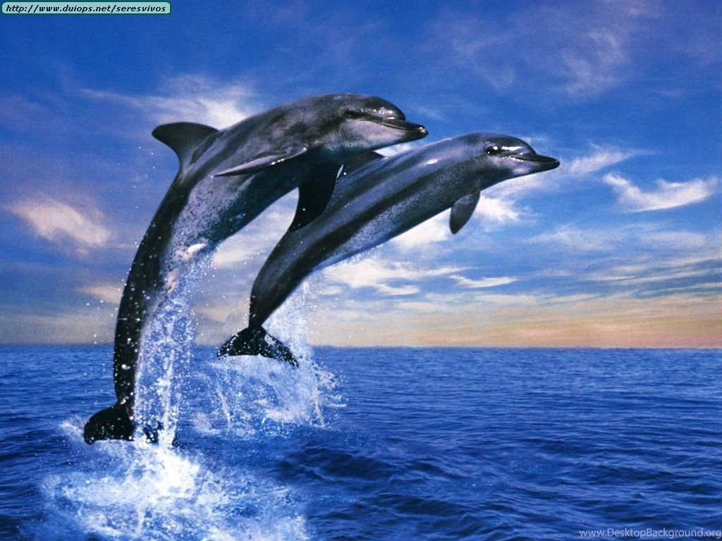 Animals Page 601
