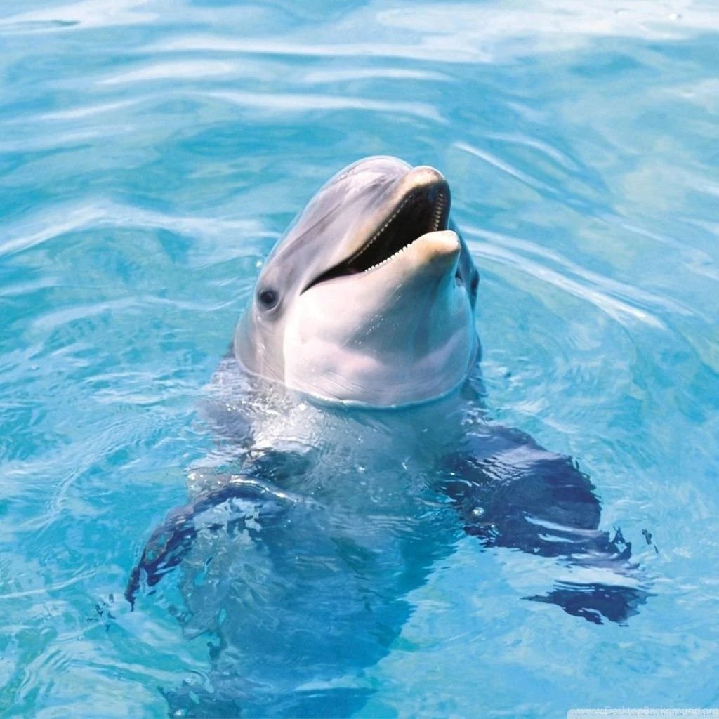 Dolphin HD HD Desktop Wallpapers : Widescreen : High Definition ...