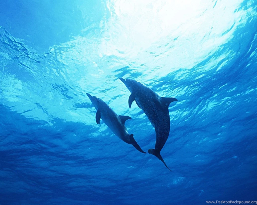 Dolphin Wallpapers HD Wallpapers Pretty