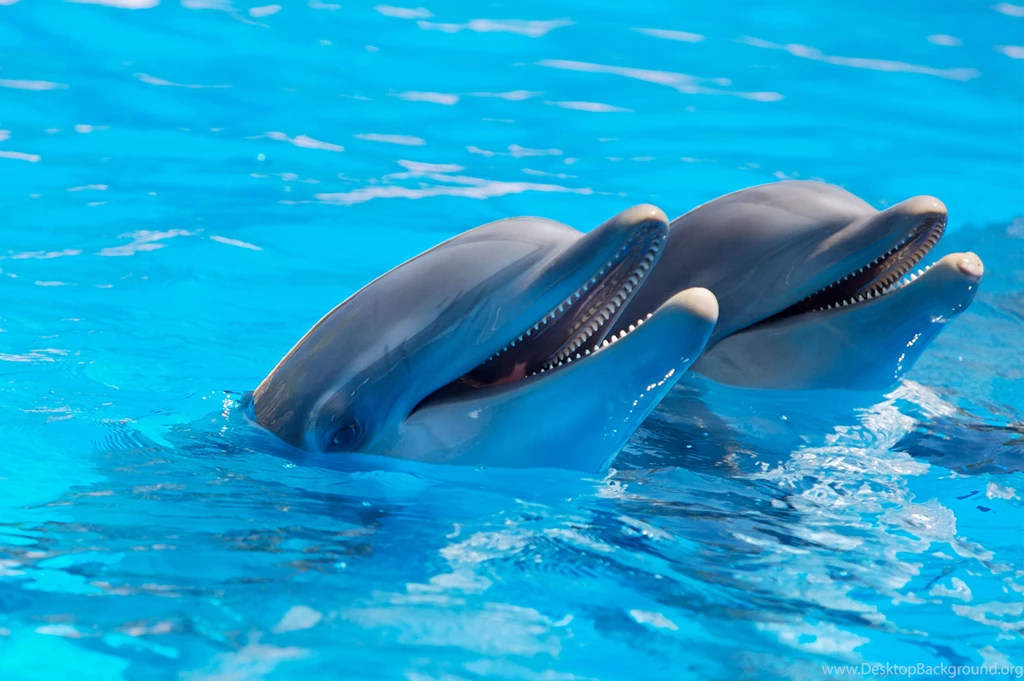 Dolphin Wallpaper.