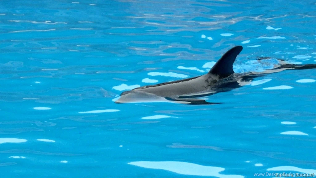 Dolphin Wallpapers Barbaras HD Wallpapers