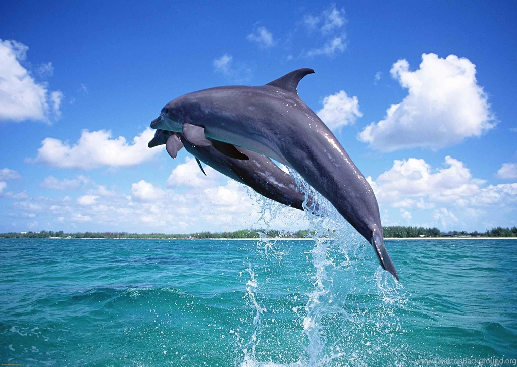 Desktop dolphin fishwallpaper.jpg