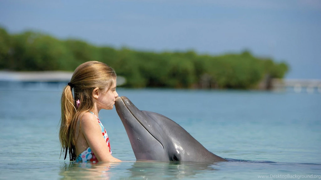 Dolphin Wallpapers HD 41711 Full HD Wallpapers Desktop Res ...