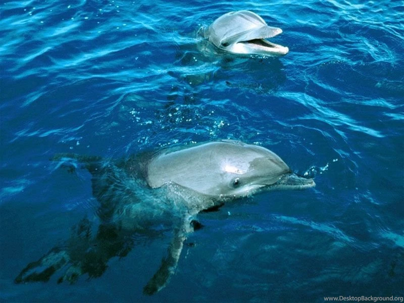 Gallery For Dolphin High Resolution Wallpapers