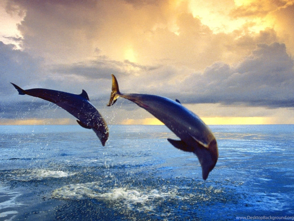 Gallery For Dolphin High Resolution Wallpapers
