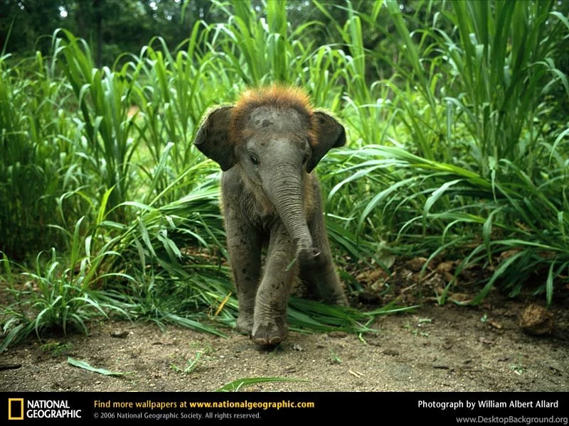 Asian Elephant Picture, Asian Elephant Desktop Wallpaper, Free ...