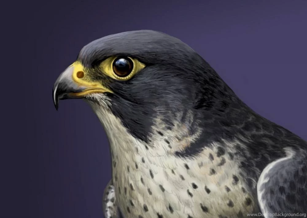 Peregrine Falcon Wallpapers
