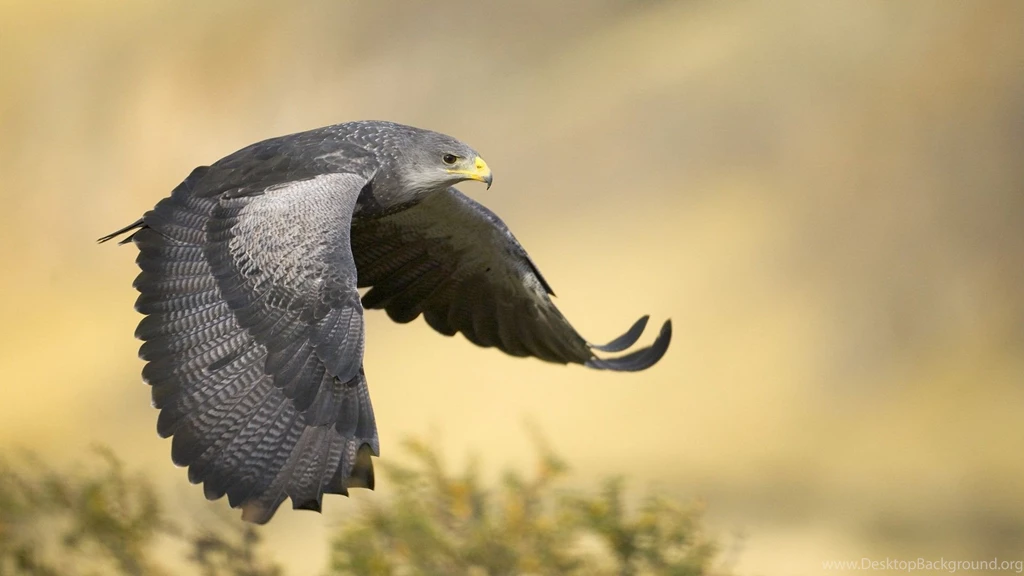 Peregrine Falcon Wallpaper.