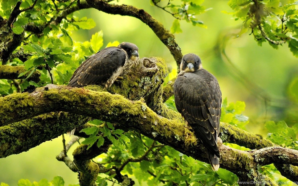 Falcon Desktop Wallpaper, Falcon Images, New Wallpapers