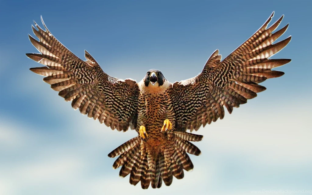 1600x900px Peregrine Falcon 972.24 KB