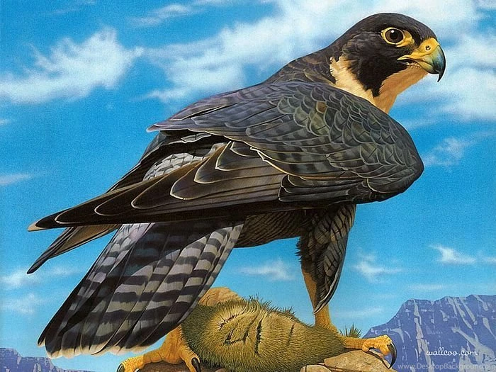 Peregrine Falcon , Ego Guiotto Wildlife Paintings Wallpapers 2 ...