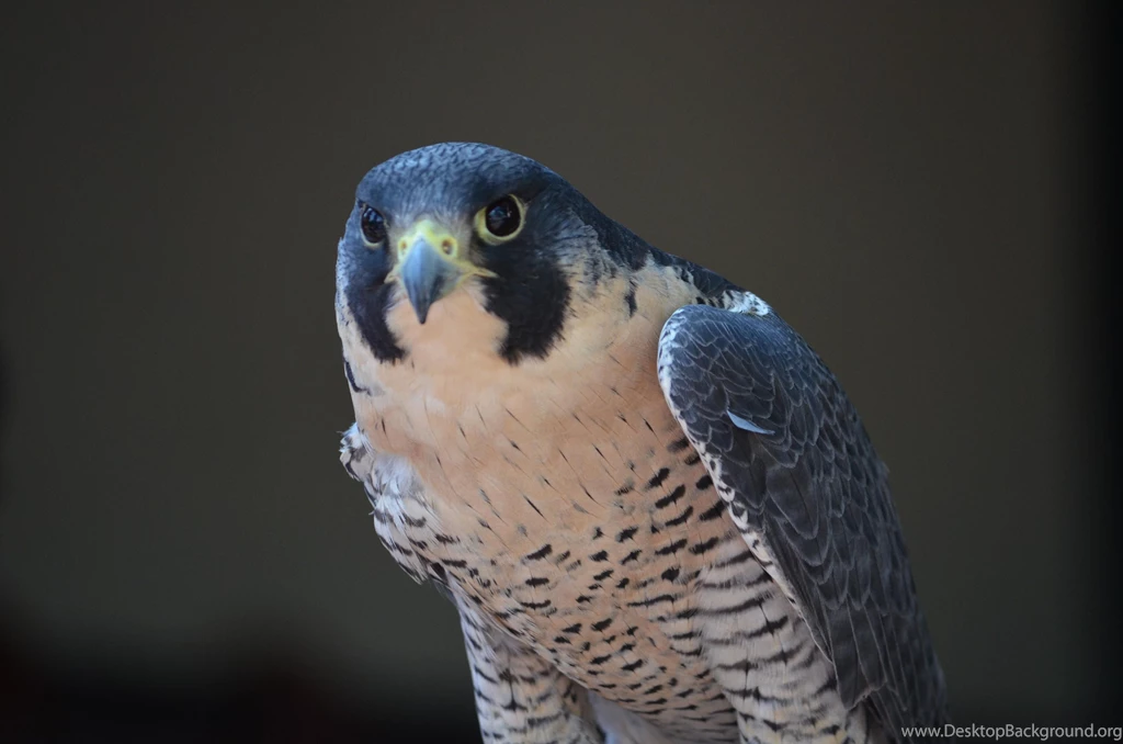 Peregrine Falcon (