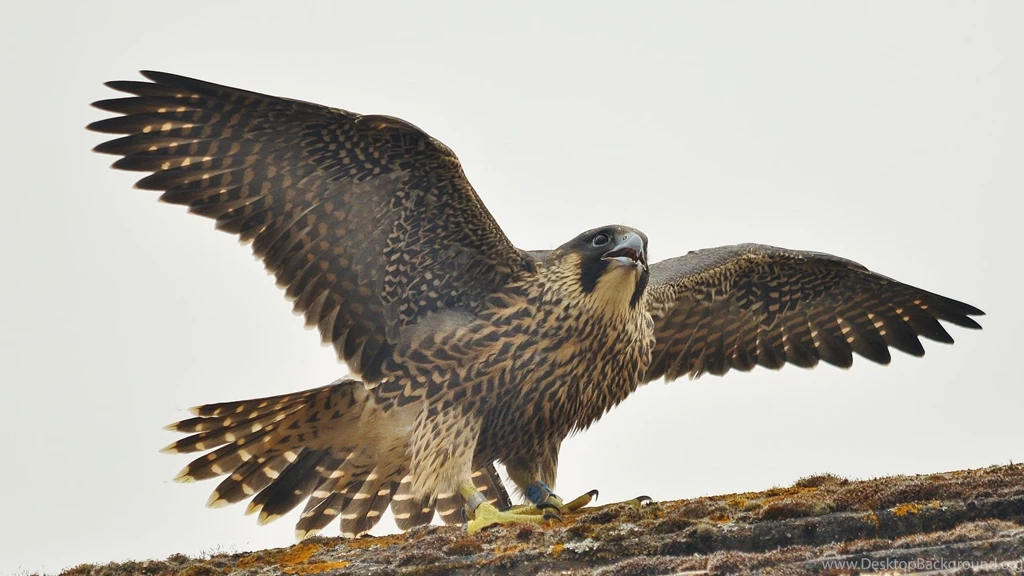 Full HD 1080p Peregrine Falcon Wallpapers HD, Desktop Backgrounds ...