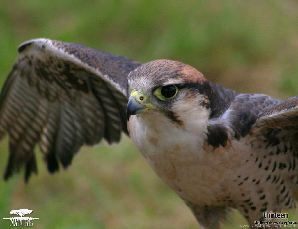 Falcon Wallpapers