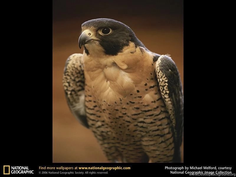 Peregrine Falcon Picture, Peregrine Falcon Desktop Wallpaper, Free ...