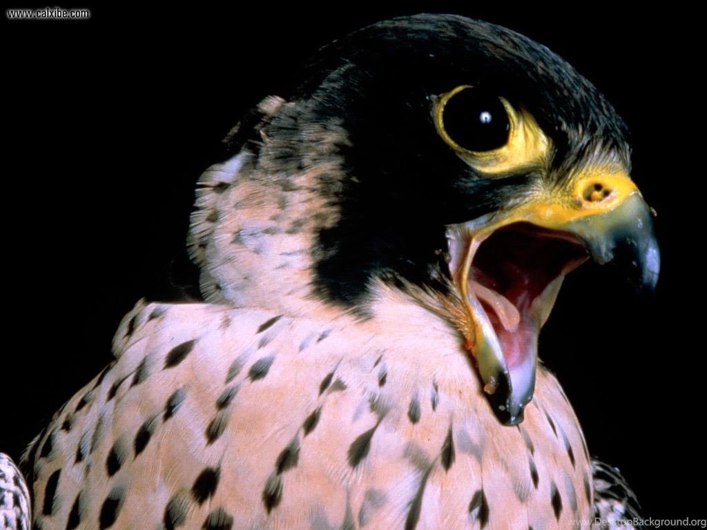 Animals: Peregrine Falcon, Picture Nr. 15279